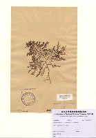 藏品(Gelidium amansii (J.V. Lamouroux) J.V. Lamouroux)的圖片